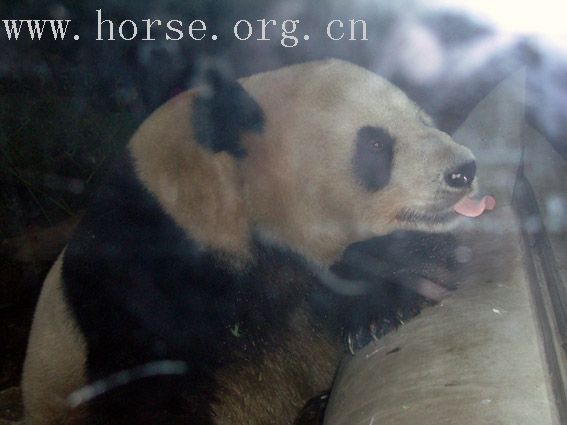 罕见照片 动物园熊猫向游人做鬼脸