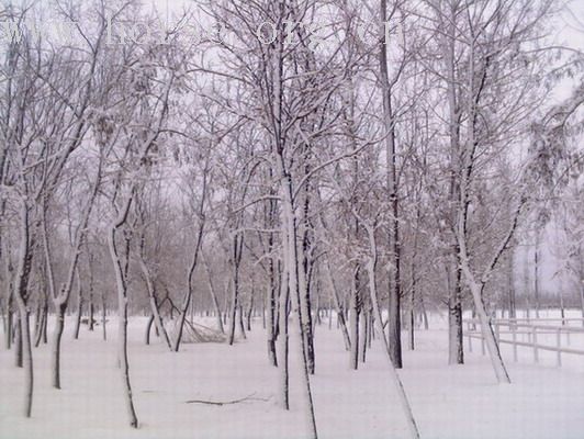 爱马士2007的第一场雪