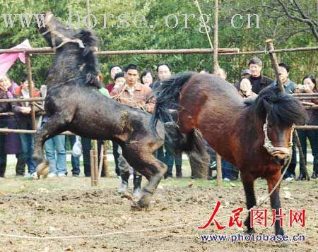 某地公园内斗烈马