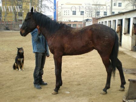 北京有马出售！！！！！！！