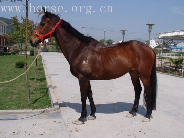 [公告]浙江省马术队优良马匹出售