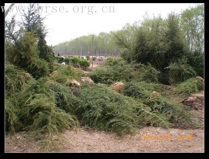 把马场建成庄园—建设中的马场