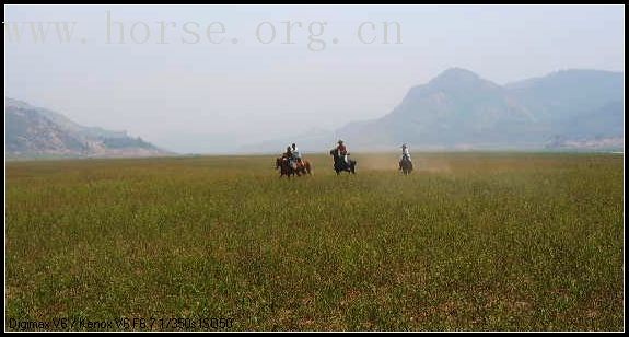 邀请马盟的马友们青岛野骑踏青------本活动由青岛风凰山庄赞助支持!