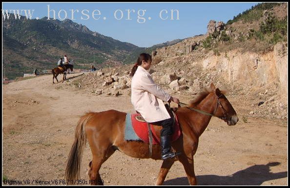 邀请马盟的马友们青岛野骑踏青------本活动由青岛风凰山庄赞助支持!