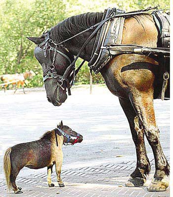 世界上最小的马