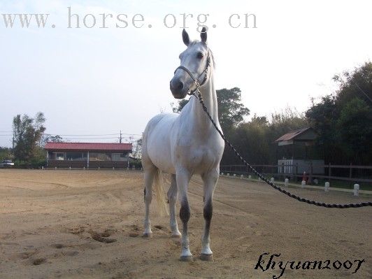 漂亮的馬照片﹝持續更新中﹞