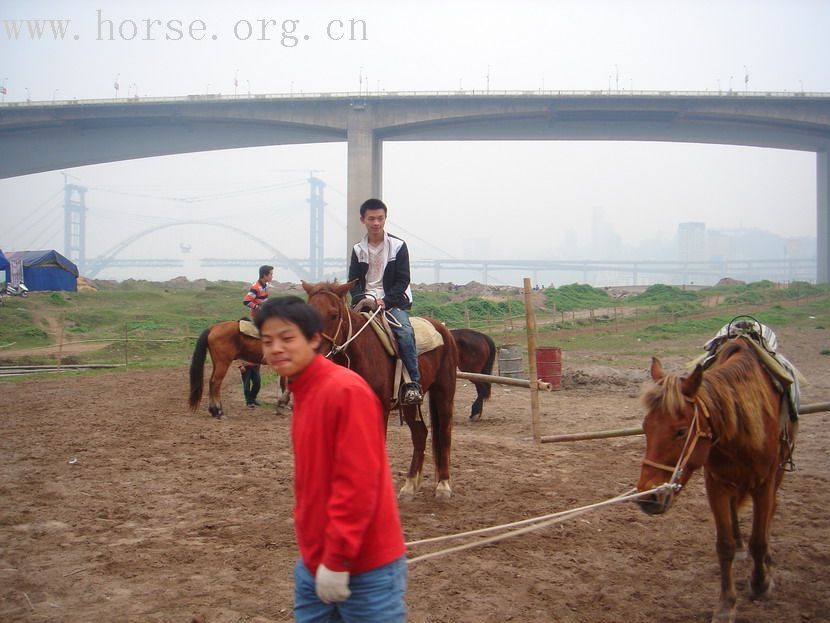 马场生存的路怎么就那么难