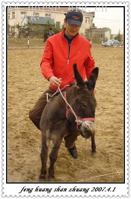 邀请马盟的马友们青岛野骑踏青------本活动由青岛风凰山庄赞助支持!