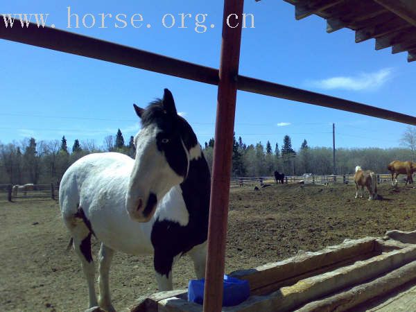 CANADA, WINNIPEG, BBQ&POLO CLUB