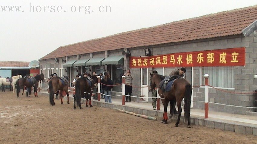 青岛凤凰马术高薪聘调马师、教练、骑手