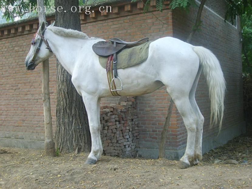 [贴图]出售白马一匹（良好的旅游用马可兼做俱乐部用马）