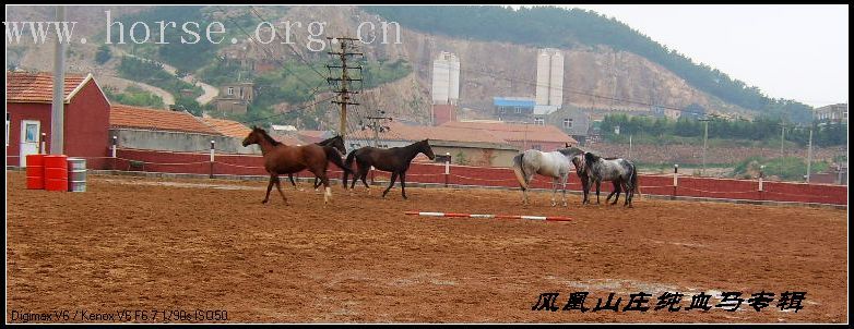 美马美图--------风凰山庄观纯血马.