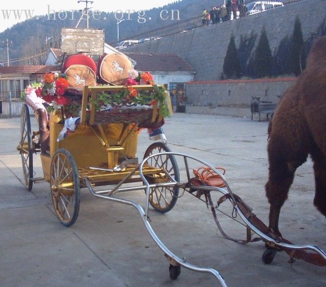 出售4岁矮马骆驼及车