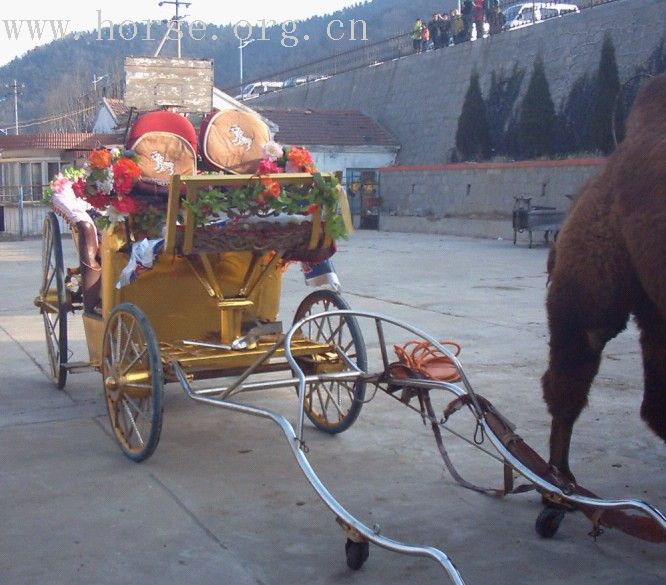 出售4岁矮马骆驼及车
