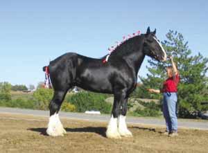世界第一高马高205.7厘米