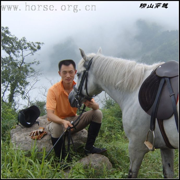 美马美图--------风凰山庄观纯血马.