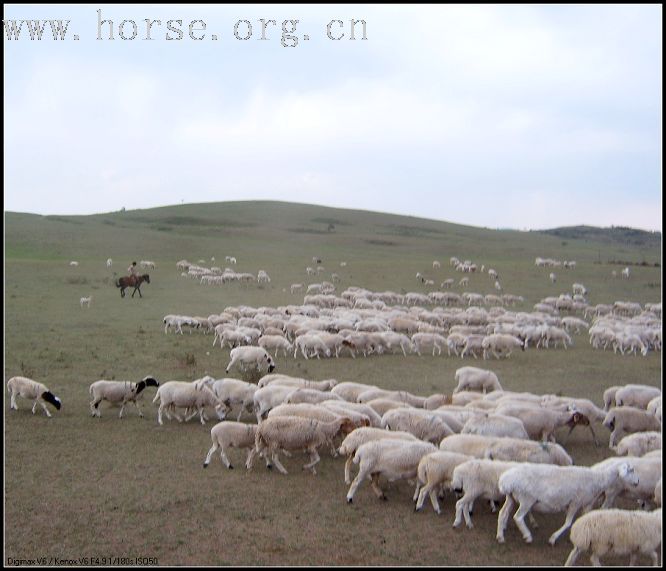 美丽的锡林郭勒草原归来。。。。。