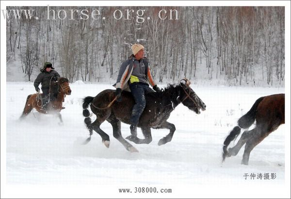 有兴趣到新疆骑马的朋友可以联系我
