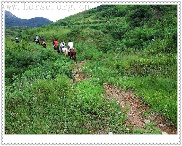 [贴图]马友联盟马友做客青岛凤凰山庄马术俱乐部实录---天天更新中