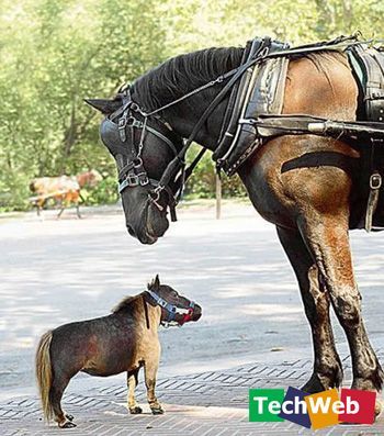 世界上最小的马