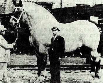 世界上最大的马。。。