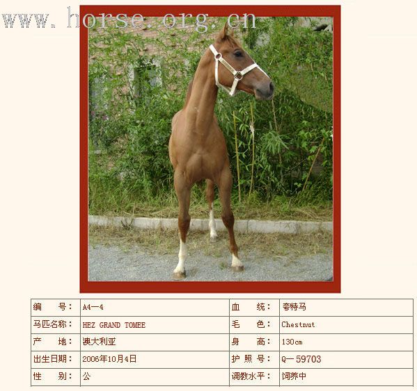 燕龙马市国内唯一5匹夸特马热卖中