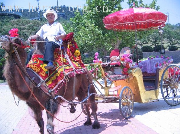 转让旅游及婚礼用骆驼+车