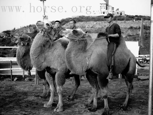 看~~~~哪里来的骆驼队~~~~~