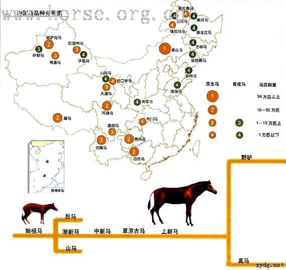 我们国家的马种分布