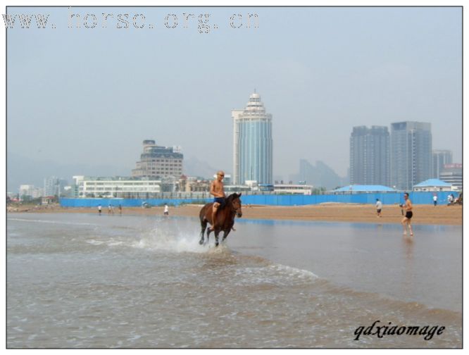 上海马友----山东马友的首次马术访问交流