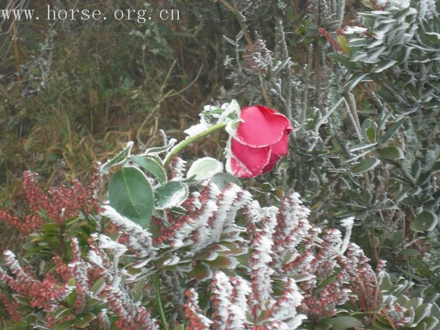 云南马友2008新年梁王山露营活动PP
