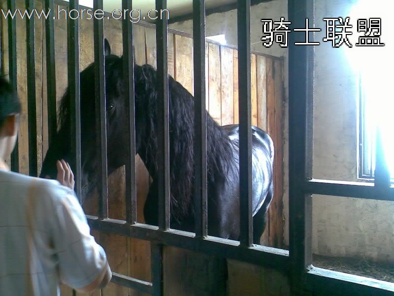 [贴图]北京骑士联盟南五环的靓马