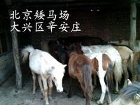 在北方也可以买到 纯种德保矮马啦！！