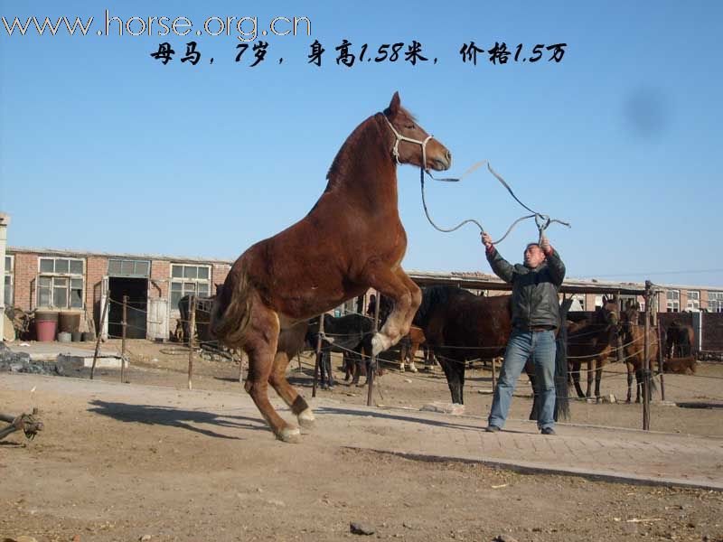 新马销售7