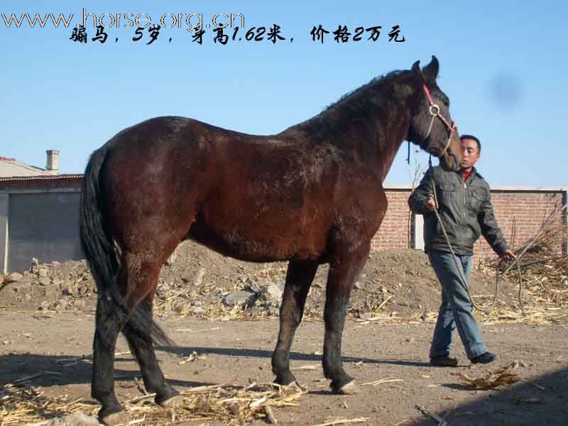 新马销售7