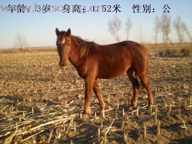 新马照片来了，大家看看吧！