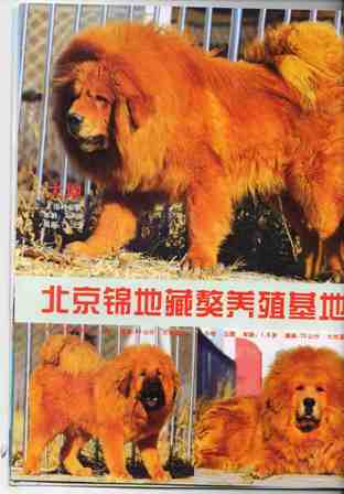 谈獒，品獒，观獒（北京），马场的守护神欢迎参观！