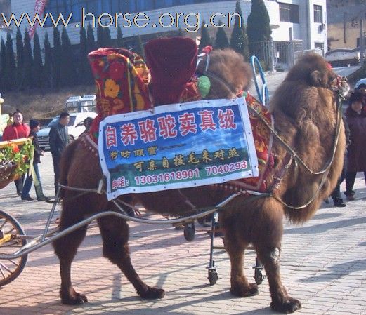 出售骆驼和车（山东烟台）