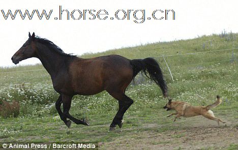 罕见的一幕：马被逼急了也咬狗