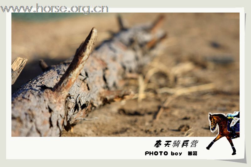 奉天骑兵营成立五周年年会花絮