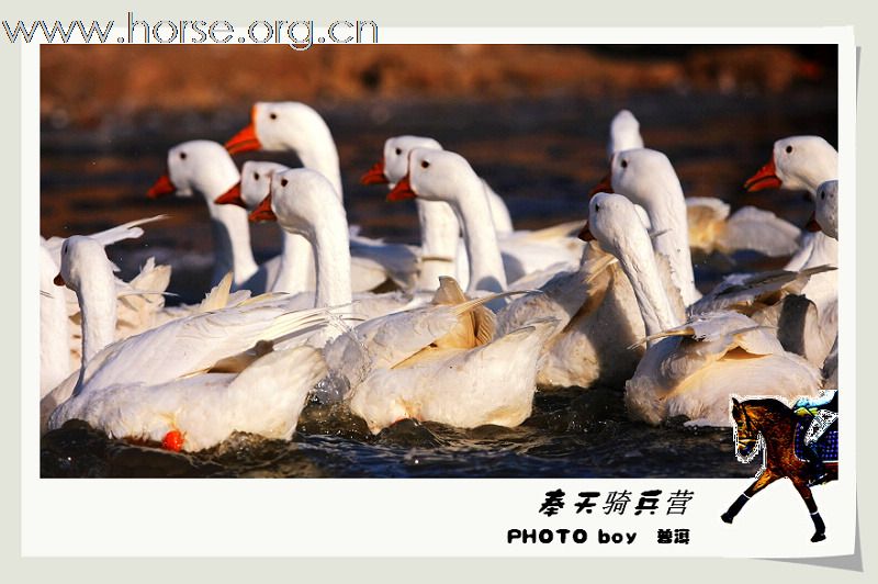 奉天骑兵营成立五周年年会花絮