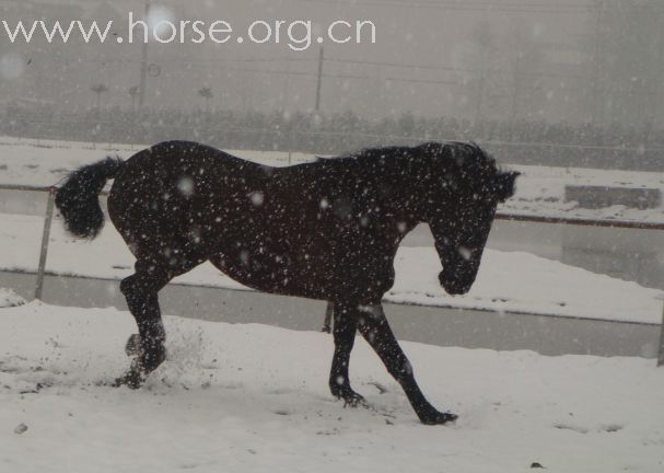 今天在马场拍的雪景