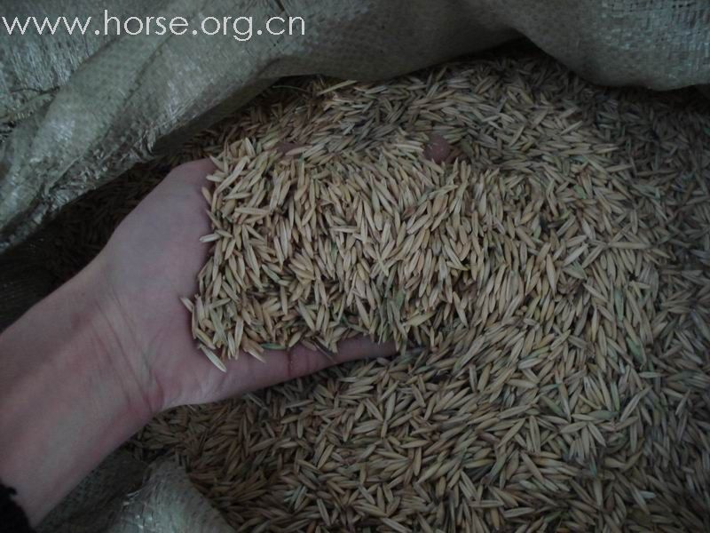 燕麦—马儿们喜欢的精料