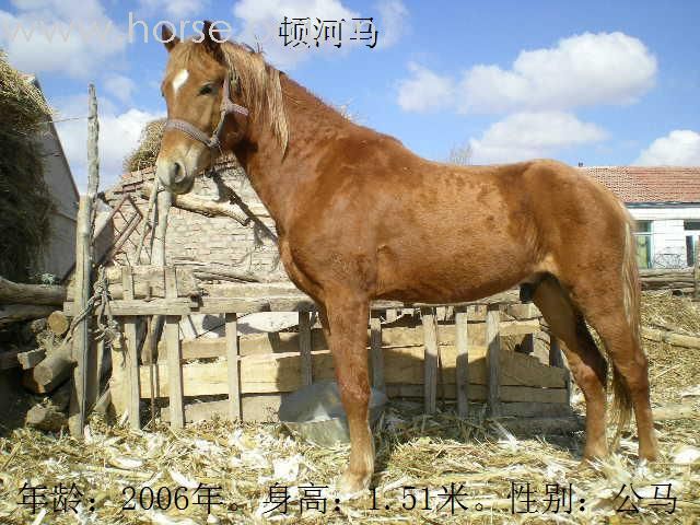[公告]优良乘用马待售