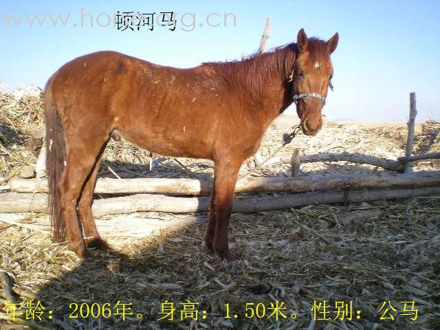 [公告]优良乘用马待售