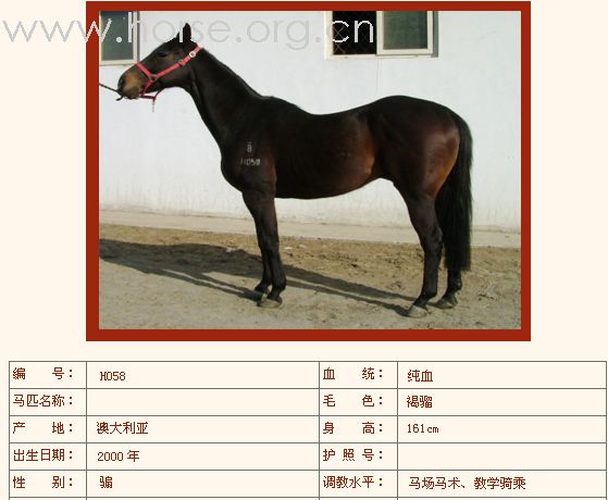 燕龙出售新进纯血马若干匹