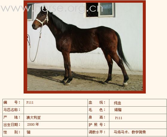 燕龙出售新进纯血马若干匹