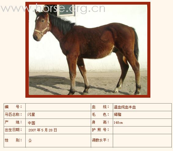 [公告]燕龙有纯血马场马术马匹出售