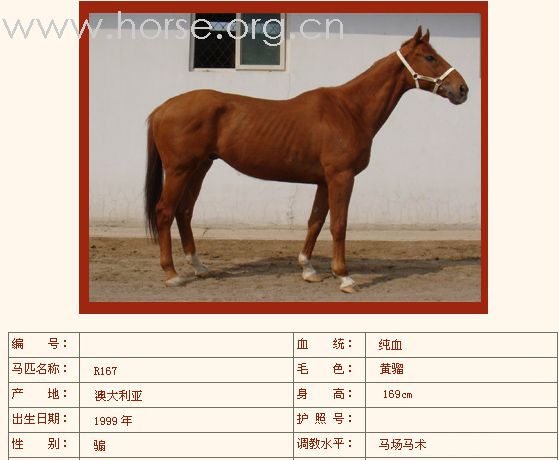 [公告]燕龙有10匹纯血马出售2008-04-14