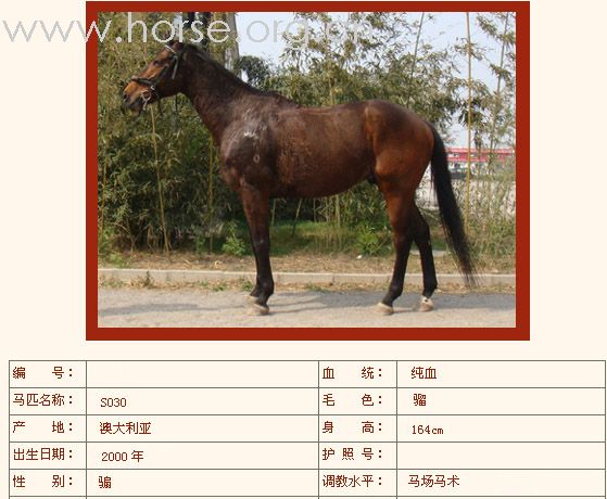 [公告]燕龙有10匹纯血马出售2008-04-14